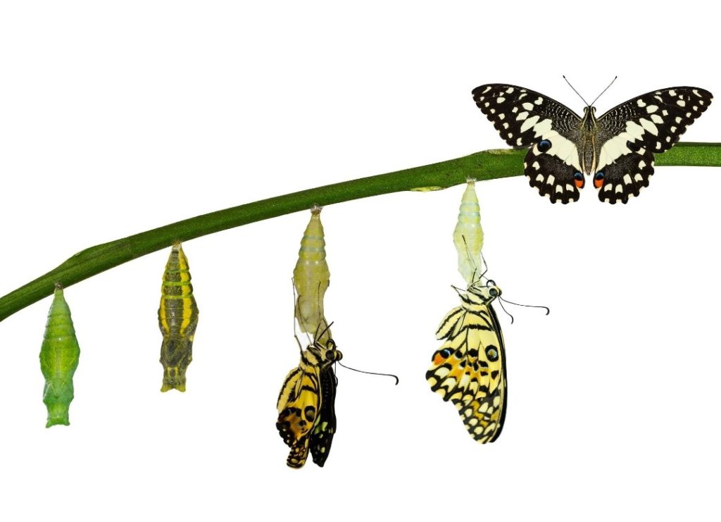 transformation of a butterfly